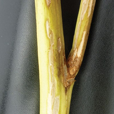 Verticilum A5 Ron G Lib