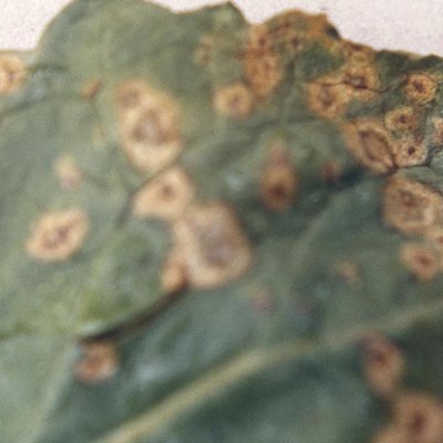 White Leaf Spot A2 Lib
