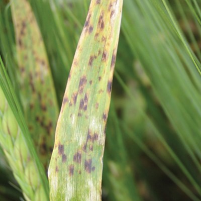 Ramularia1