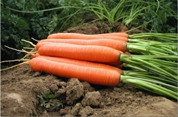Carrots