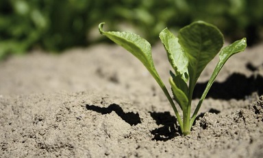 Young sugar beet plant - Bayer Crop Science