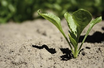 Young sugar beet plant - Bayer Crop Science