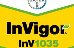 InVigor 1035 - Bayer Crop Science Seed
