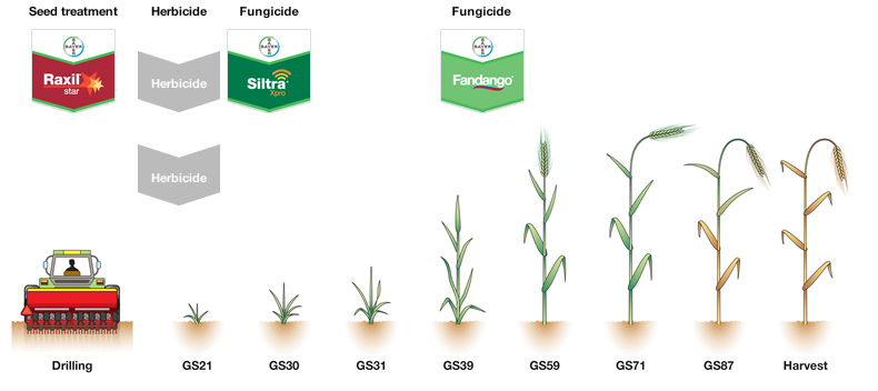 spring barley