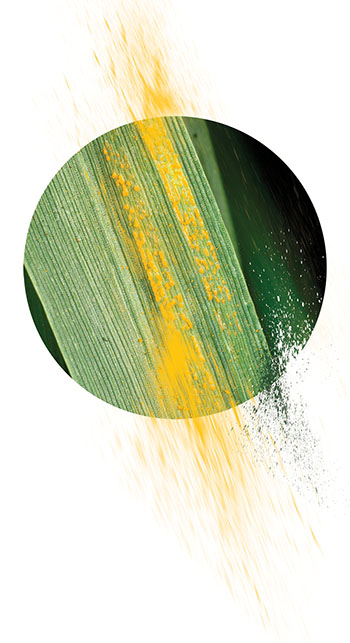 Yellow rust explosion