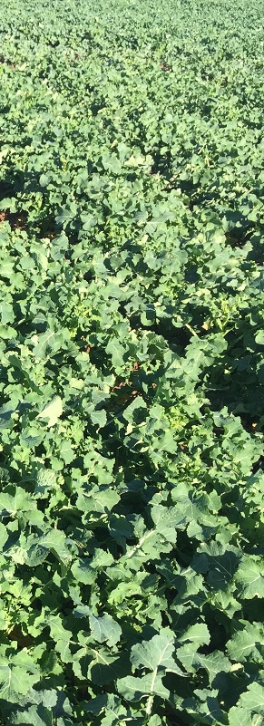 Forward OSR