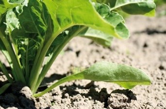 Bayer Crop Science - Sugar beet