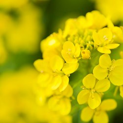 Oilseed Rape - Bayer Crop Science