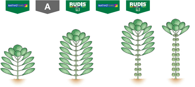 Rudis Nativo - sprouts 2017