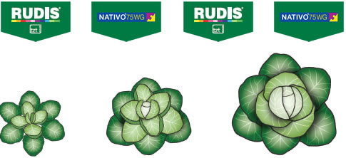 Rudis Nativo - cabbages 2017