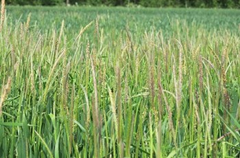 Black-grass - Bayer Crop Science