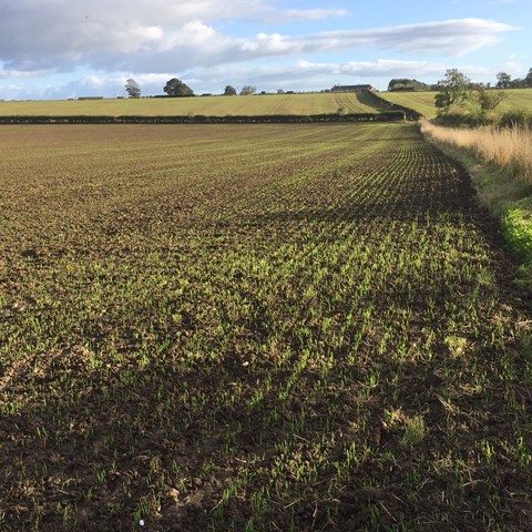 North Wheat