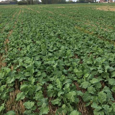 OSR