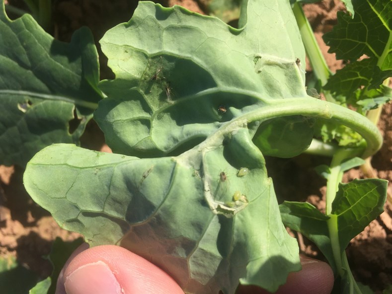 Peach potato aphid