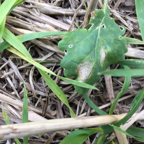 Phoma