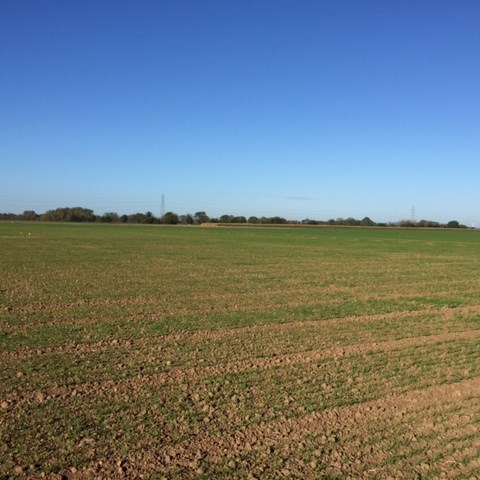 Wheat demo site