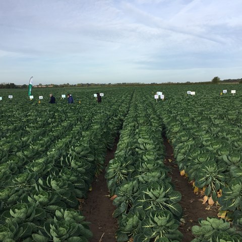 Brassicas