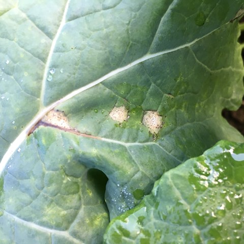 Phoma