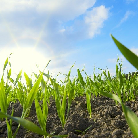 young wheat