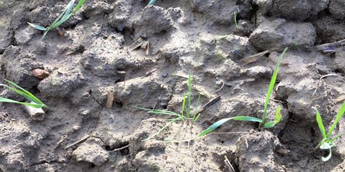 Black-grass - Bayer Crop Science