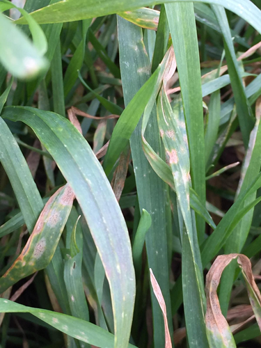 Bayer Crop Science