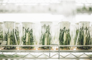 Grass in lab