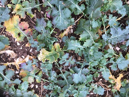 Oilseed rape on the Wolds