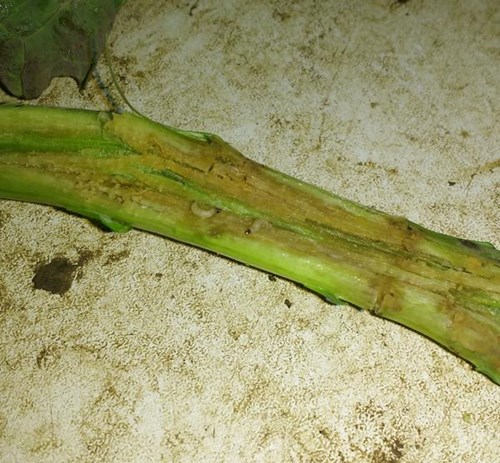 Cabbage stem flea beetle larvae