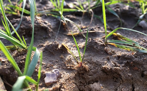 Black-grass - Bayer Crop Science