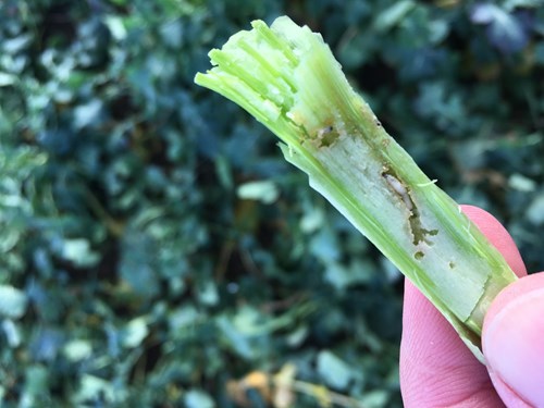 Cabbage Stem Flea Beetle - Bayer Crop Science