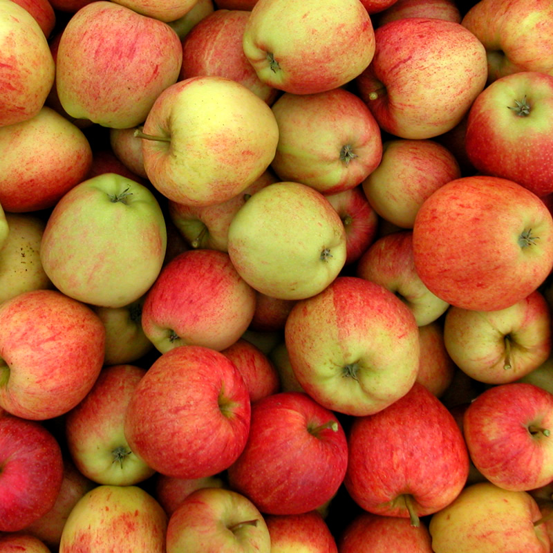 fruit stone of apple