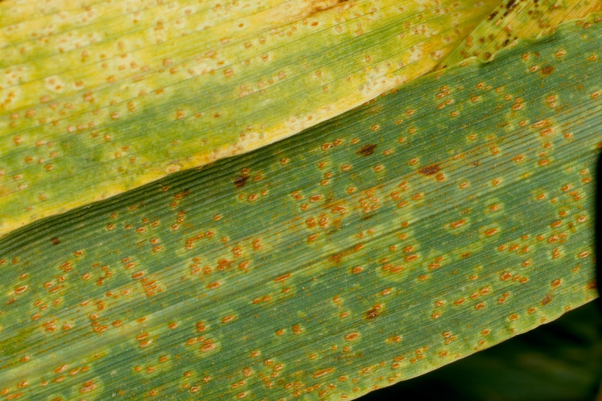 Brown Rust