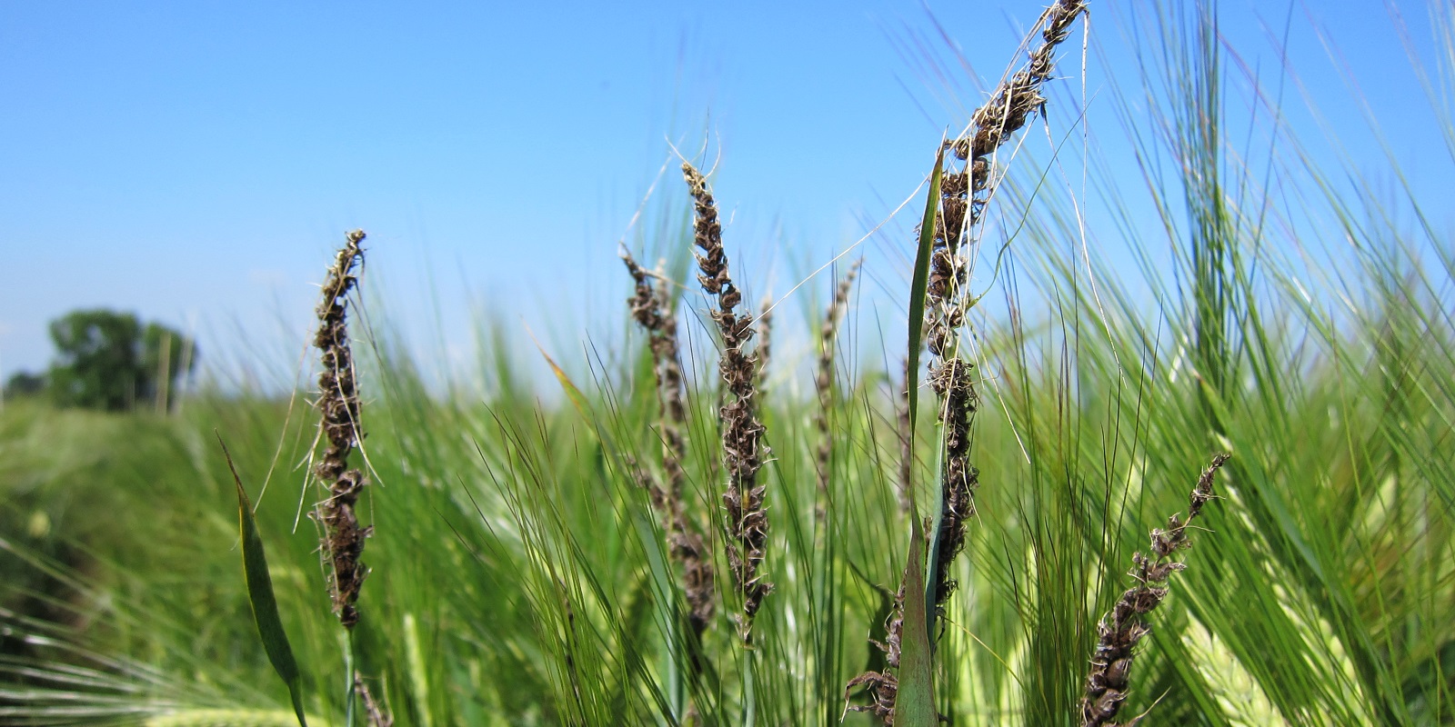 Головня гриб. Пыльная Головня (Ustilago tritici). Ustilago tritici пыльная Головня пшеницы. Ustilago avenae. Пыльная Головня ячменя.