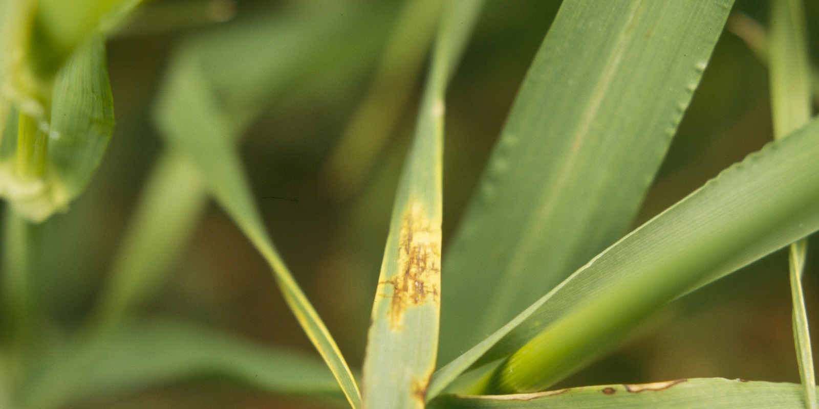 Cereal Diseases