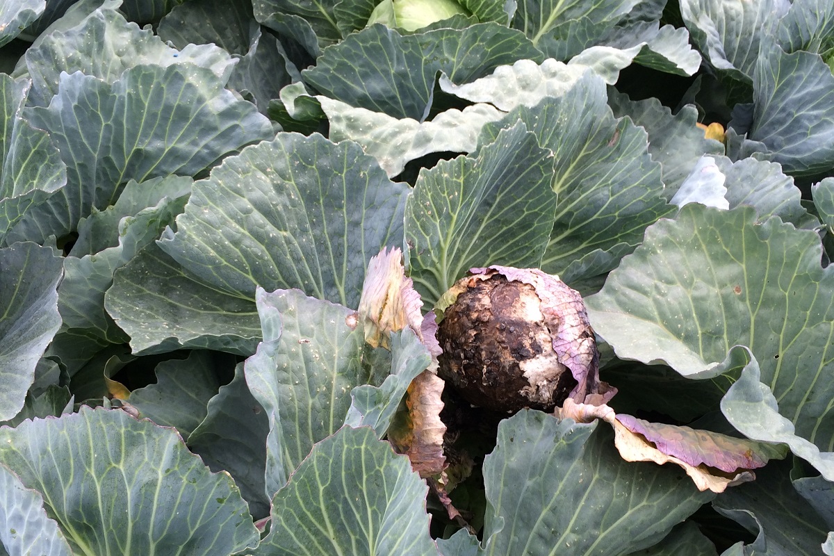 Field Brassica Diseases