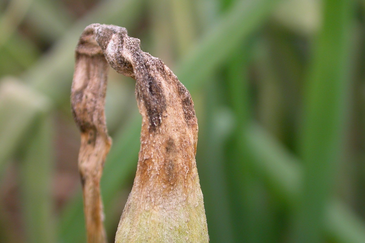 Downy Mildew - Leeks/Onions