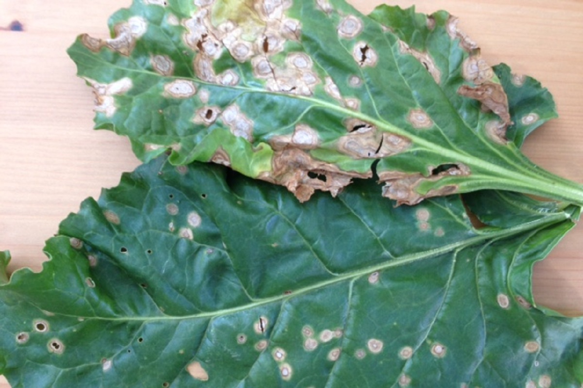 Ramularia Leaf Spot