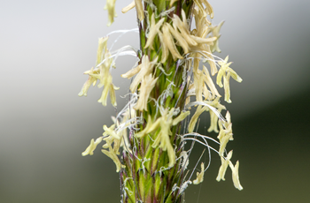 Black-grass seed