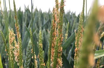 Black-grass seeds