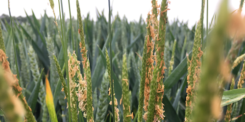 Black-Grass Seeds