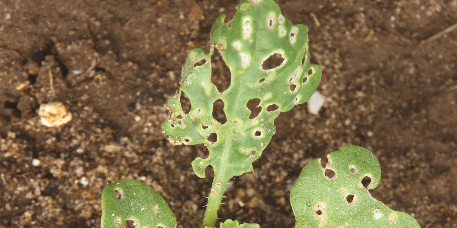 Cabbage Stem Flea Beetle