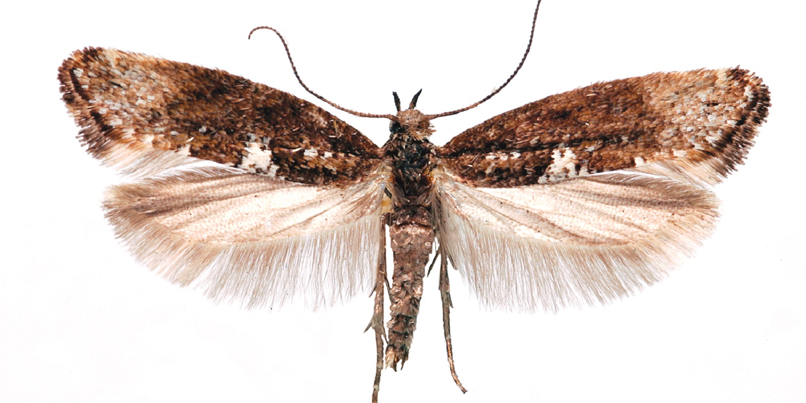Leek Moth