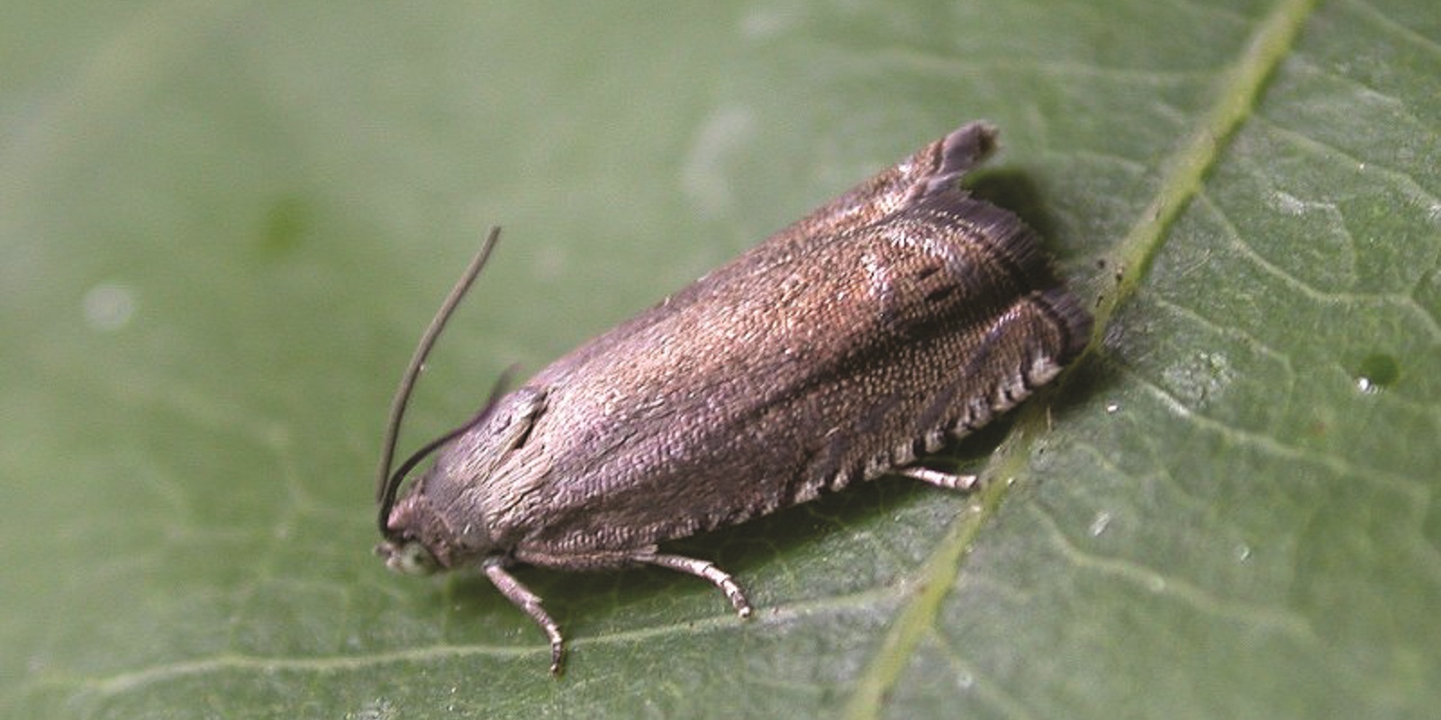 Common Uk House Moths