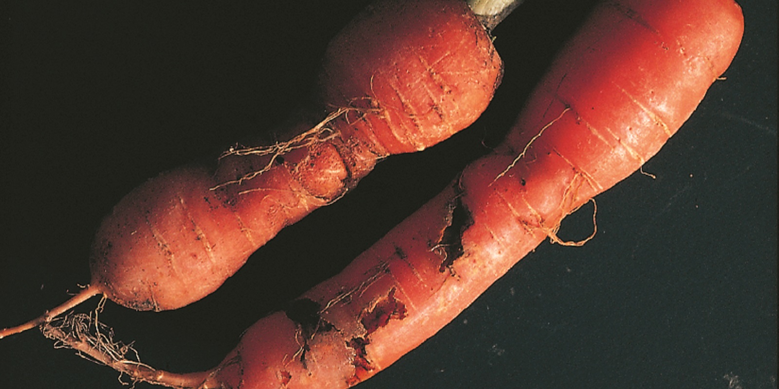 Вредители корнеплодов моркови