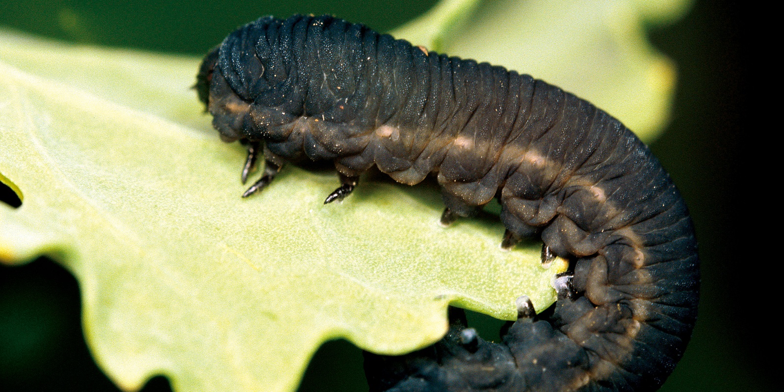 Turnip sawfly