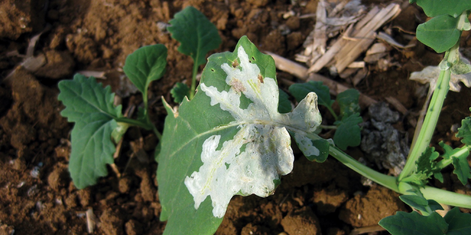 Leaf blotch miner