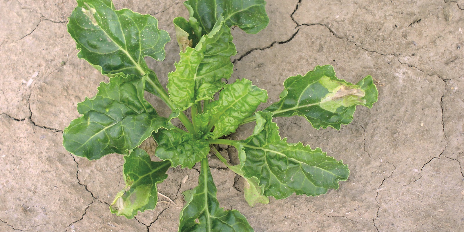 mangold-fly-beet-leaf-miner