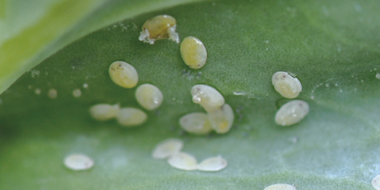 Cabbage Whitefly