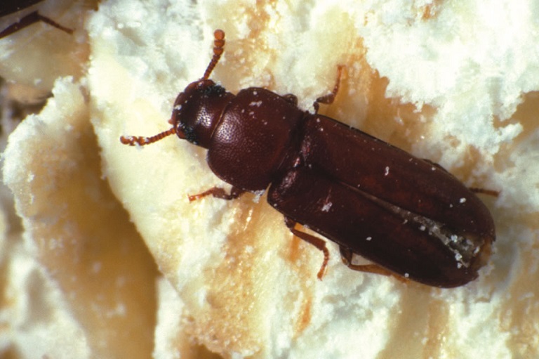flour beetle life cycle