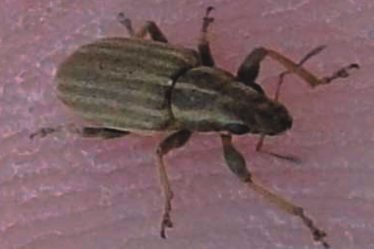 Pea and Bean Weevil